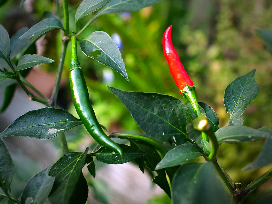 Chang Rai chilli plant