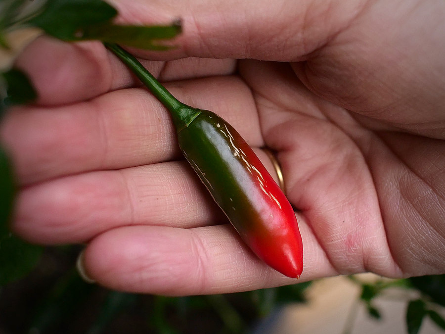 serrano chilli