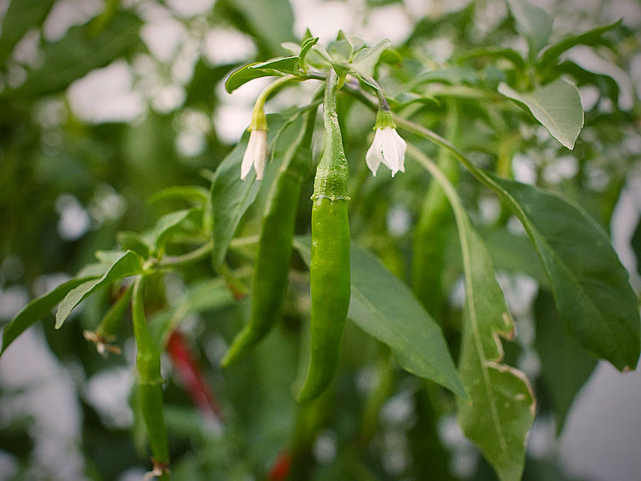 green Chang Rai chillies