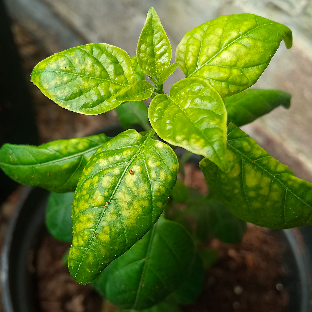 magnesium deficiency chllli