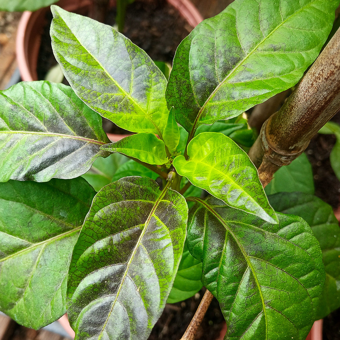 phosphorus deficiency chilli