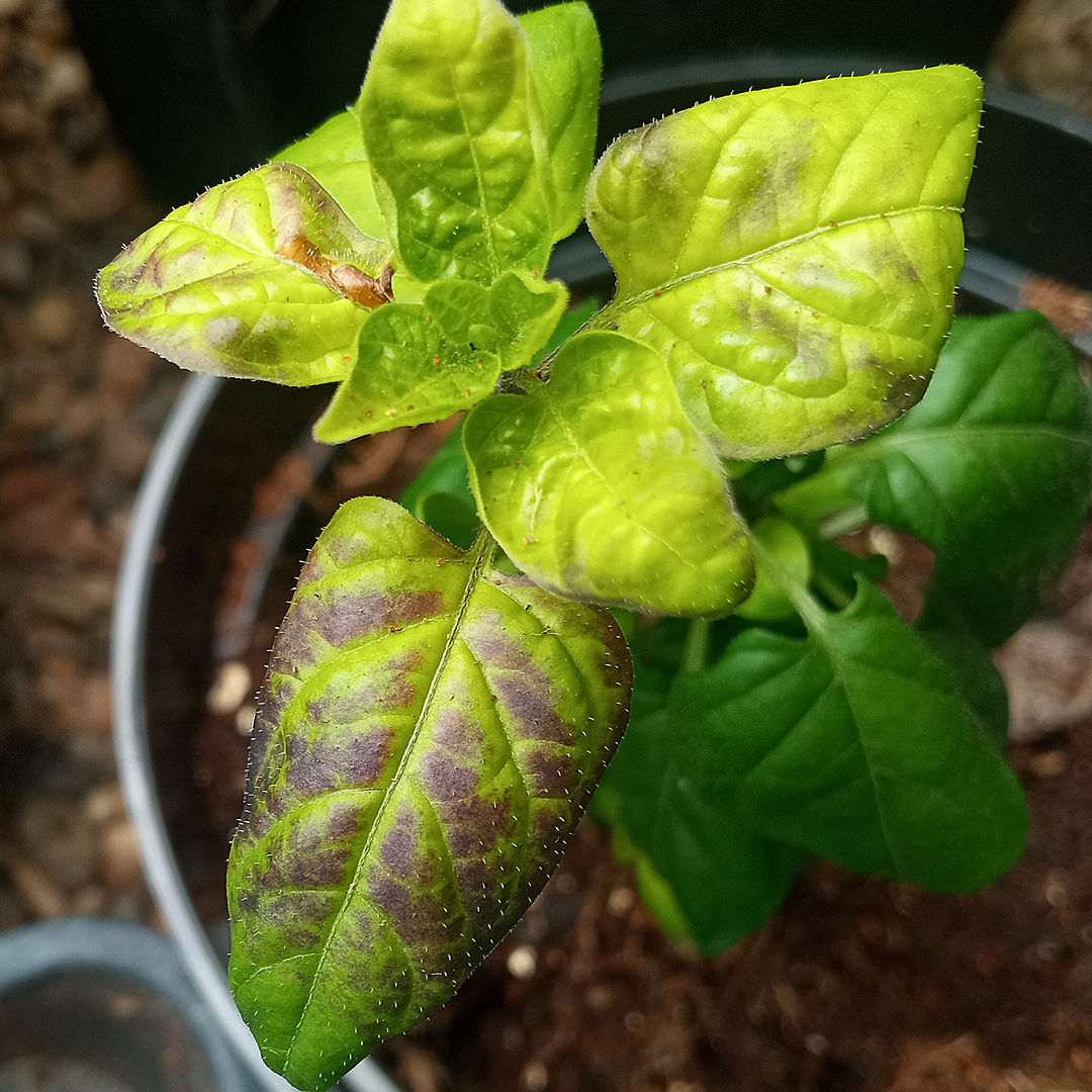 Phosphorus and magnesium deficiency chilli