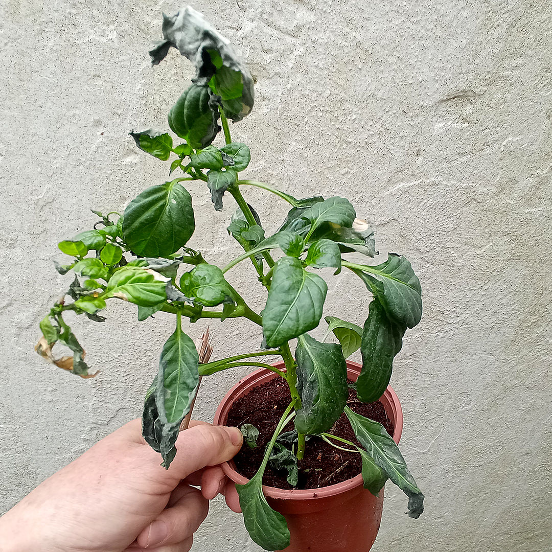 Severe stress chilli