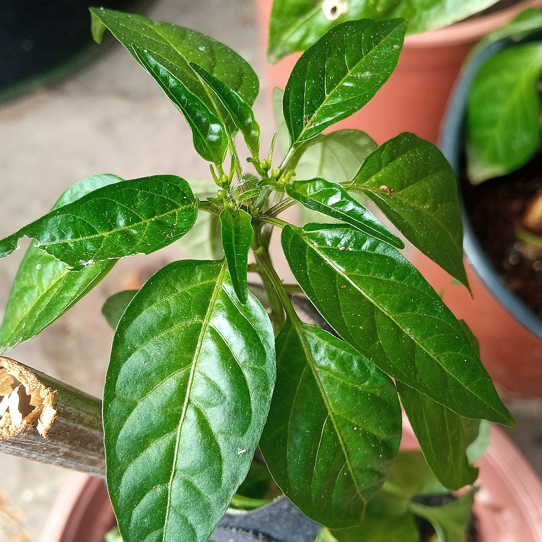 excess nitrogen chilli
