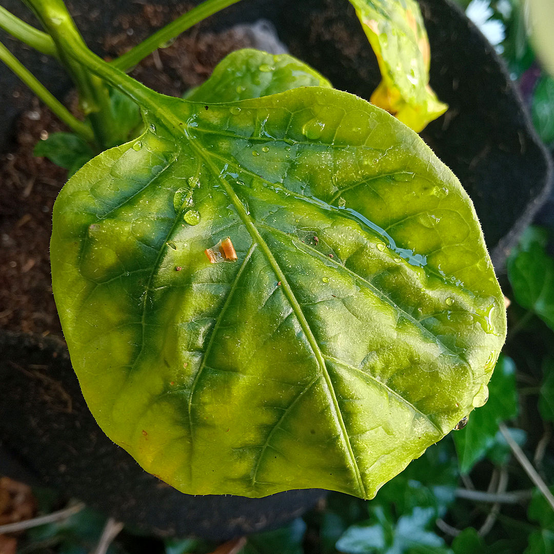 Potassium & magnesium deficiency chilli