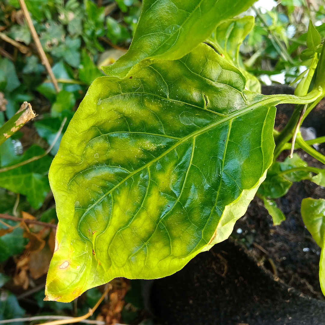 Potassium & magnesium deficiency chilli
