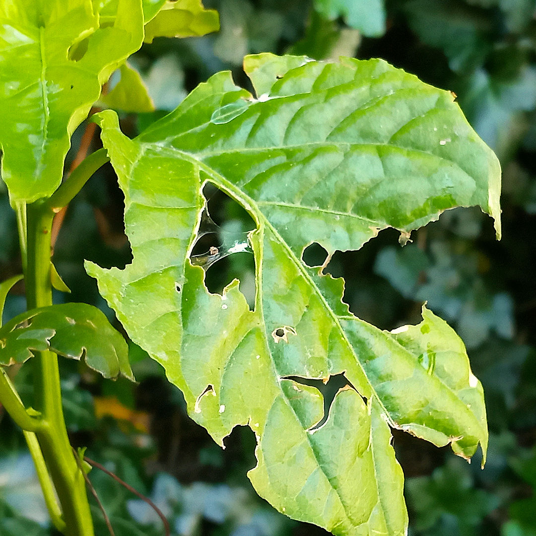 slug or snail damage chilli