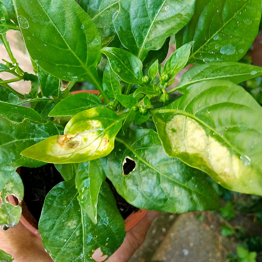 sun scorch leaf burn chilli