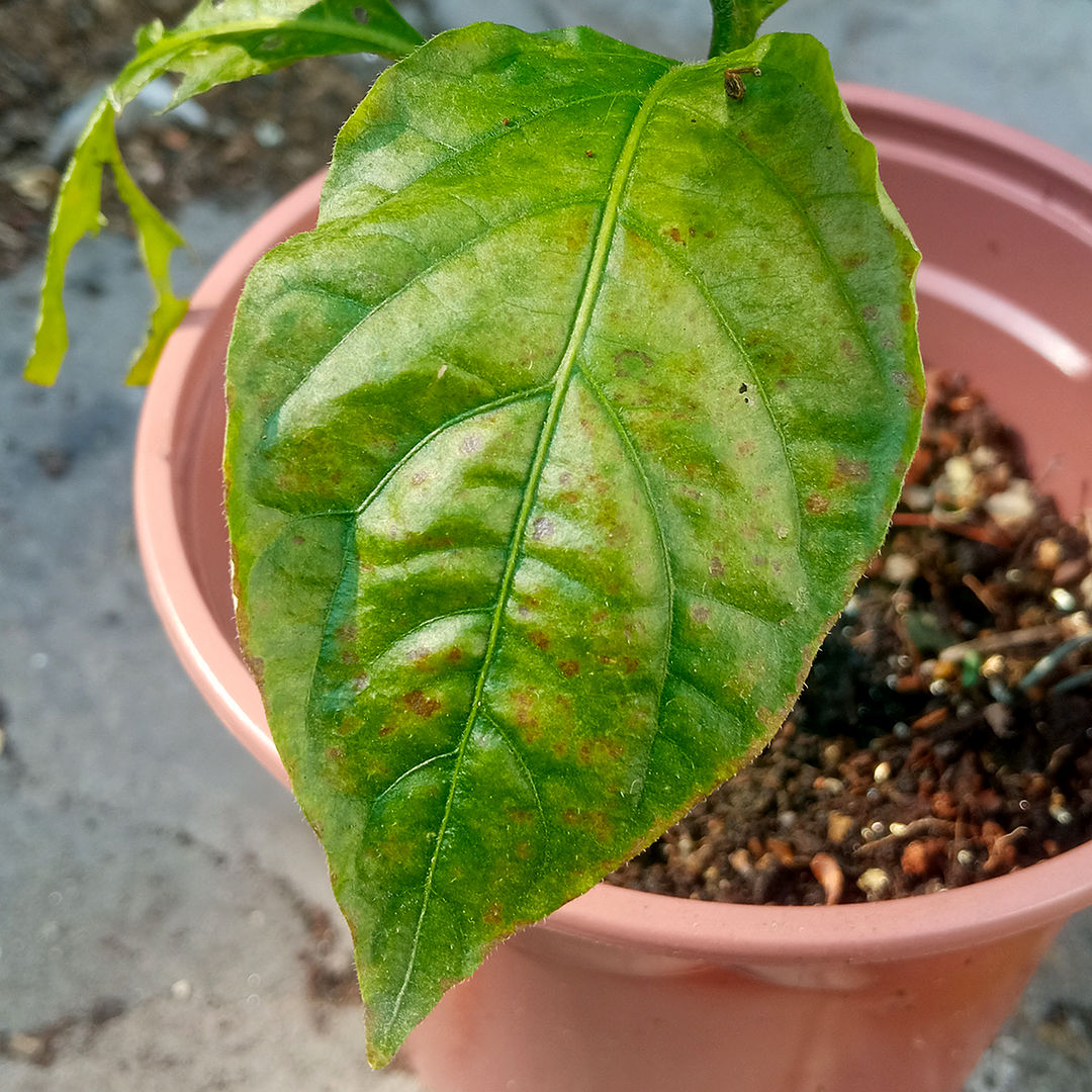 edema or nutrient uptake stress chilli