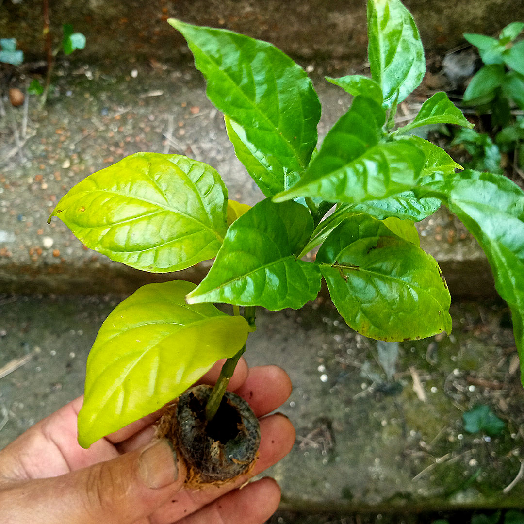 nitrogen deficiency chilli