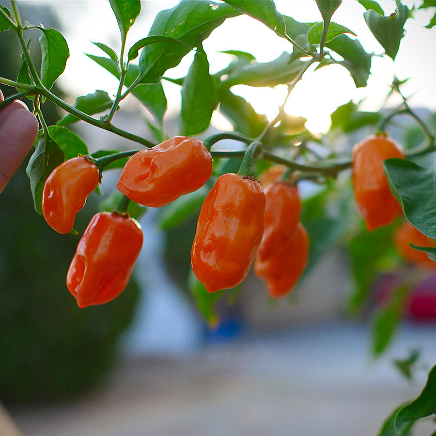 Orange Habanero pods on plant
