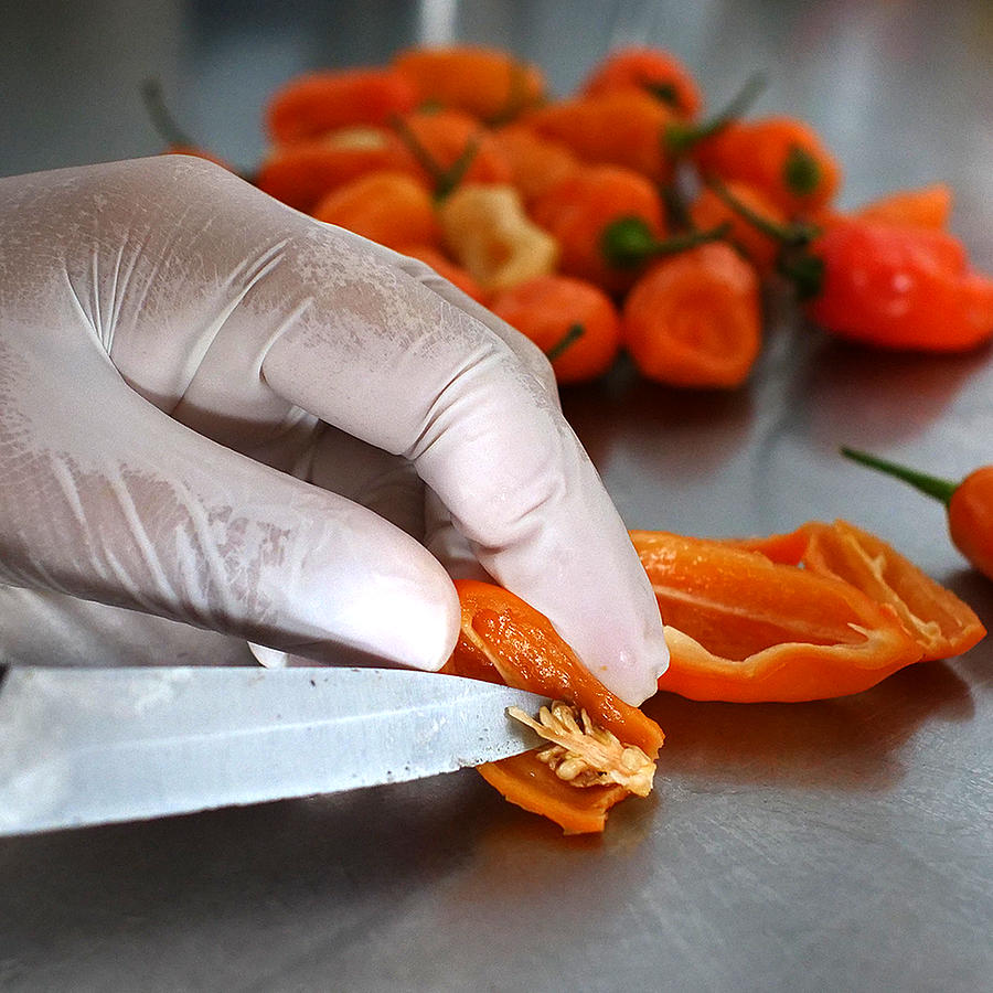 Deseeding Orange Habanero 