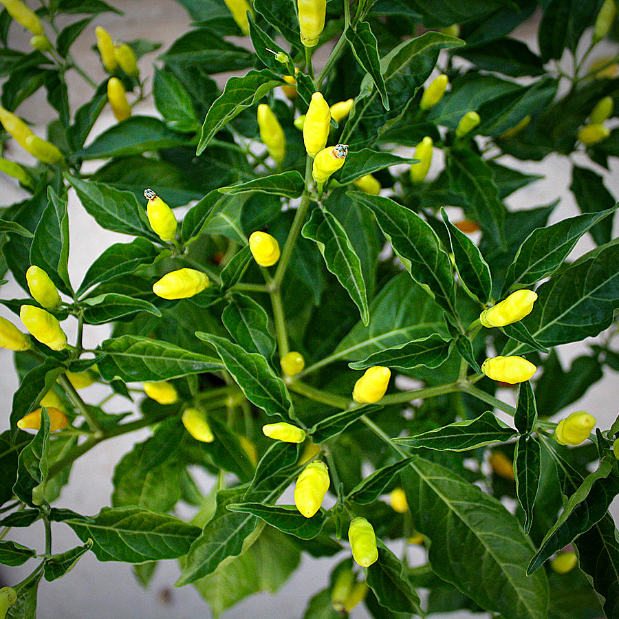 Tabasco Chilli ripening
