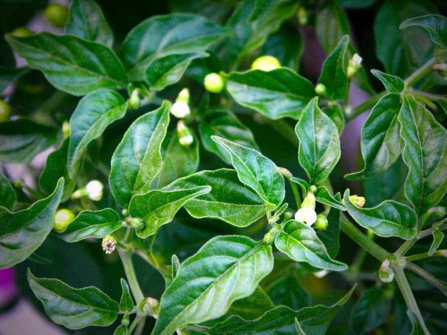 chiltepin chilli