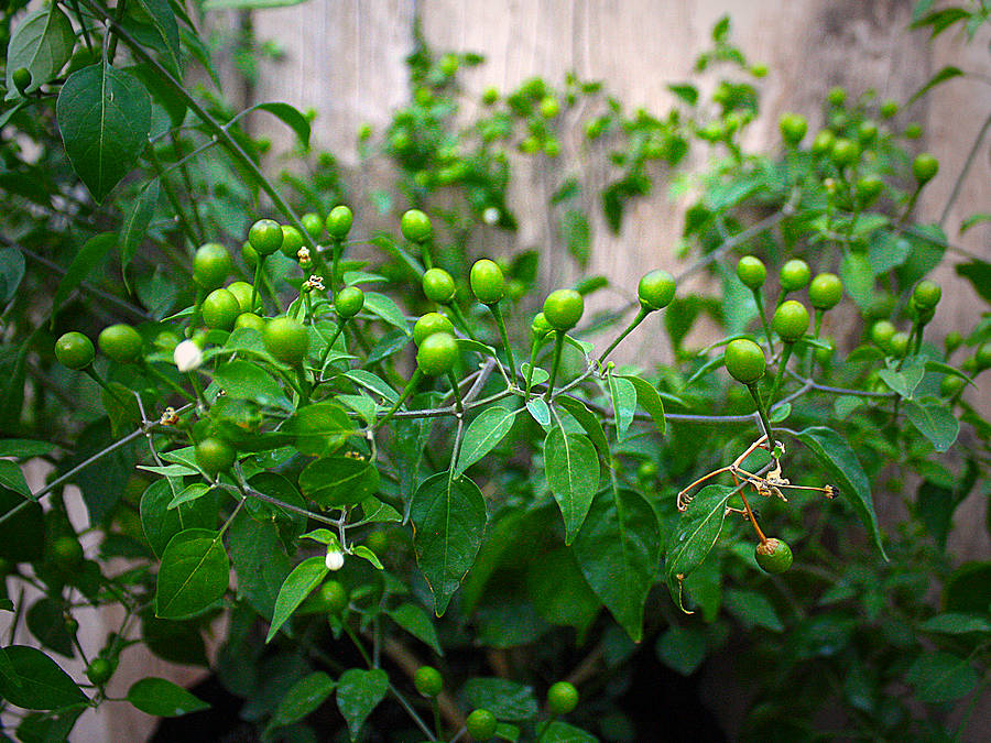 chiltepin chilli