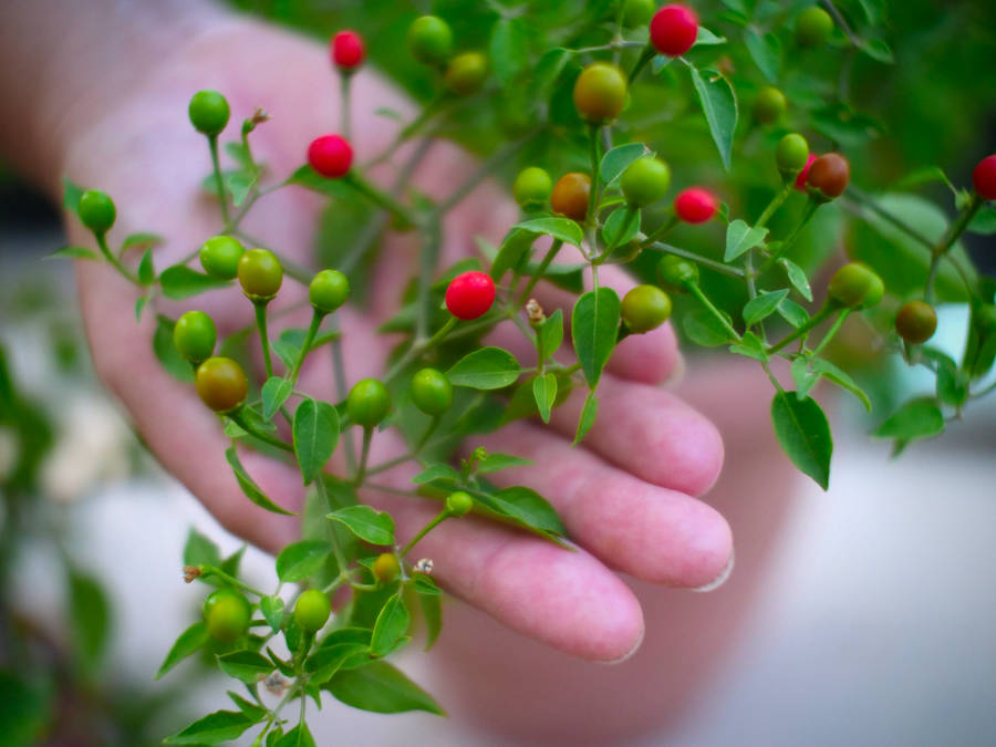 chiltepin chilli