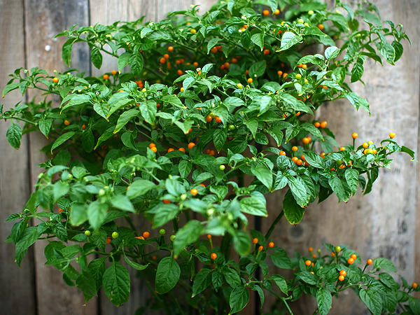 Charapita chilli