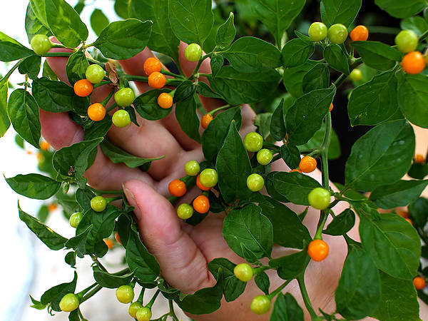 Charapita chilli