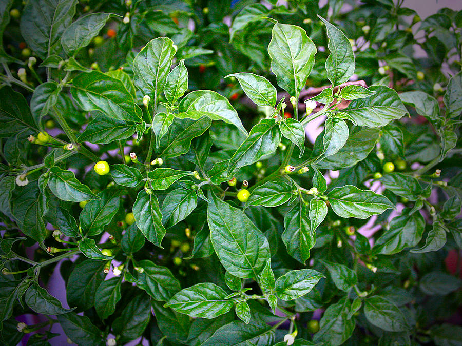 Charapita chilli