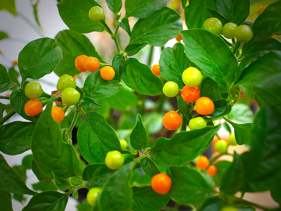 Charapita chilli