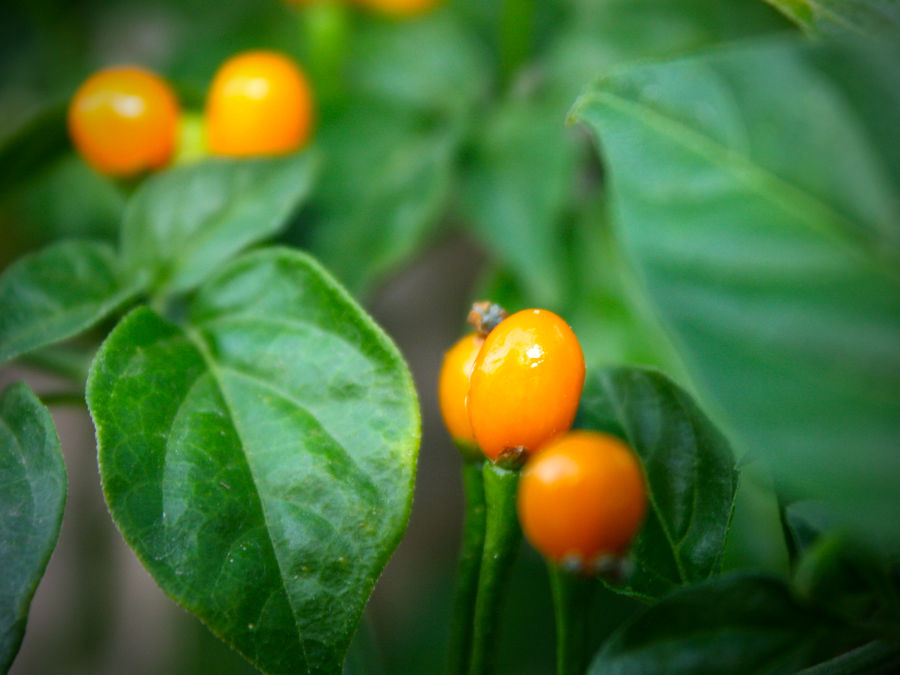 Charapita chilli