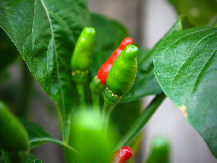 Piri Piri chilli