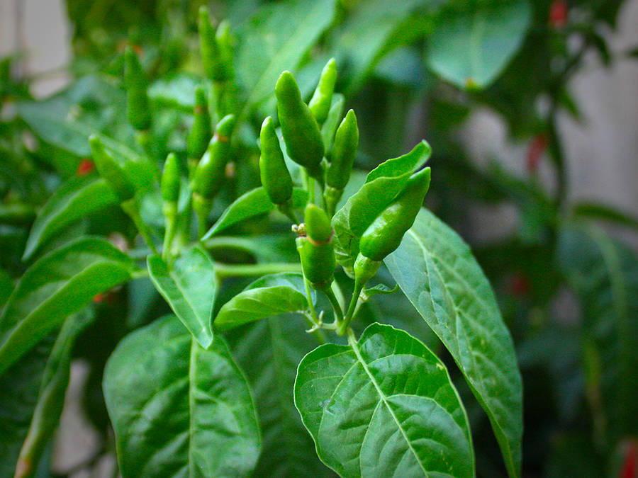 Piri Piri chilli