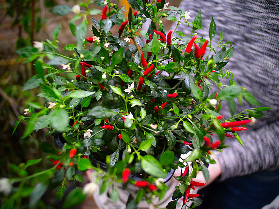 Thai Demon chilli