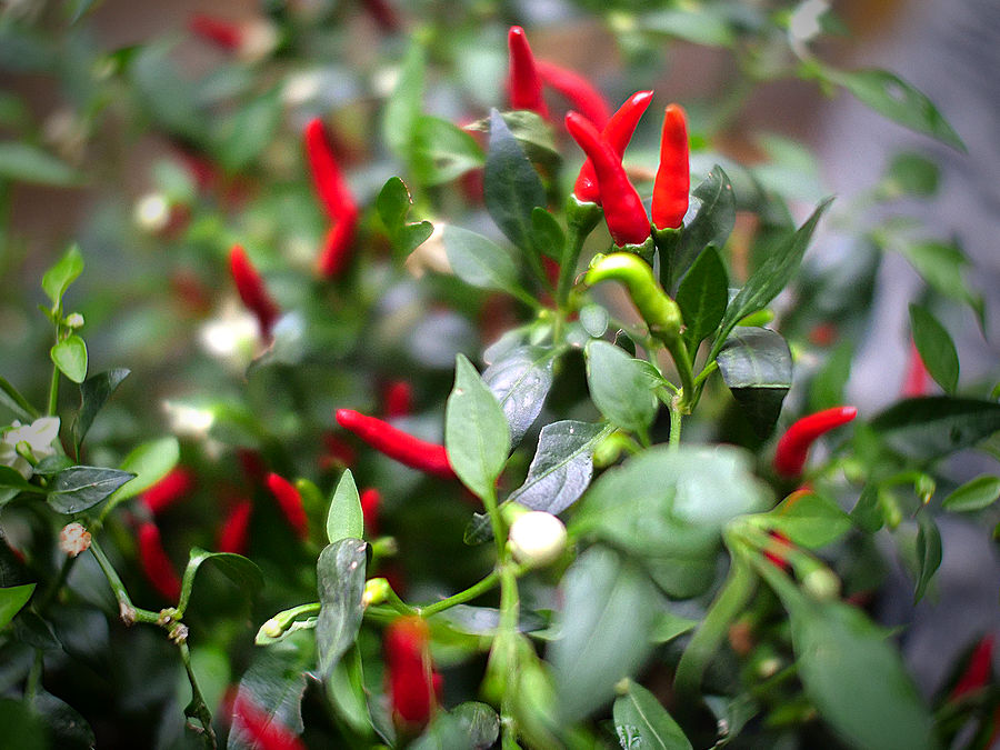 Thai Demon chilli