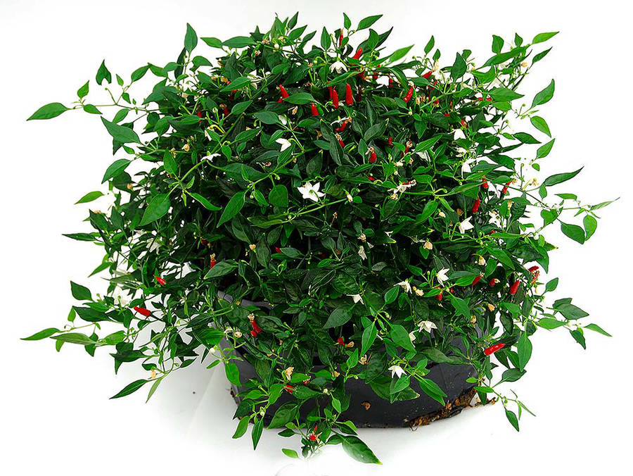 Thai Demon chilli