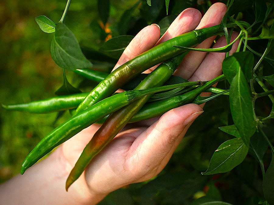 green kashmiri chilli pods