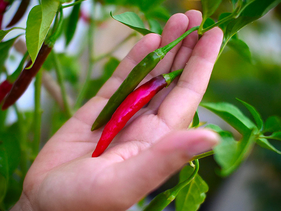 vindaloo chilli pods