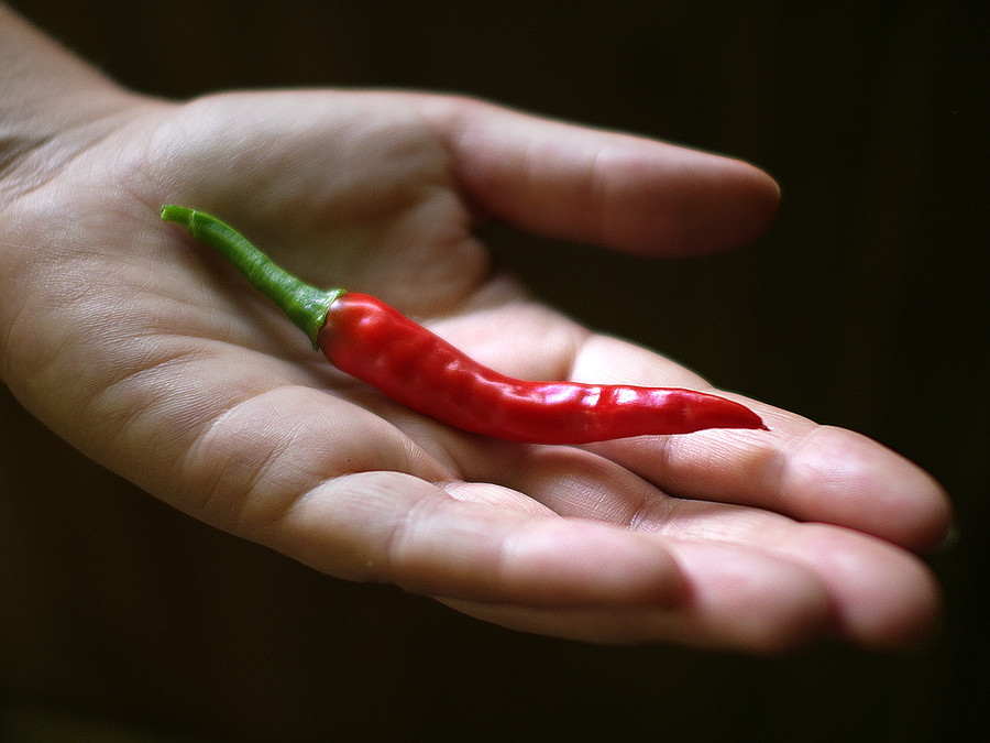 ring of fire chilli pod