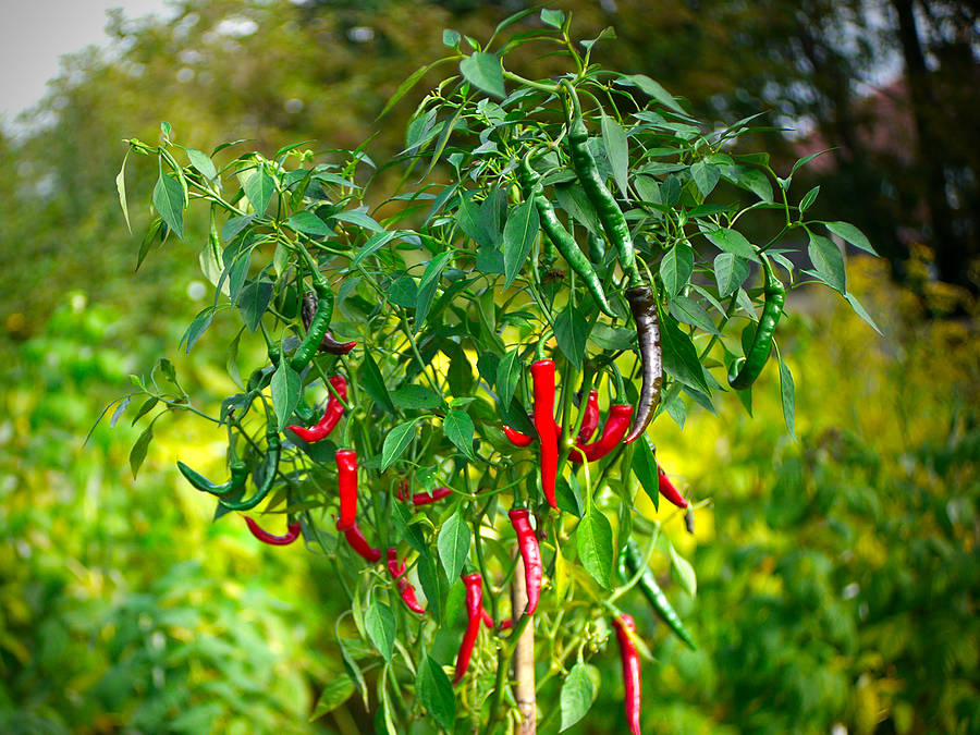 red moruga chilli pods