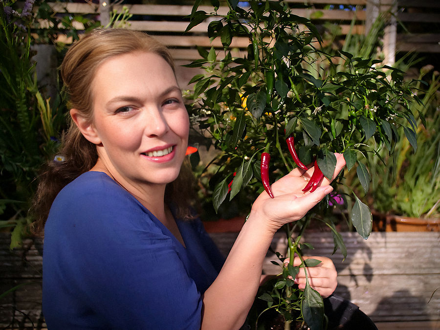 Ring of Fire cayenne