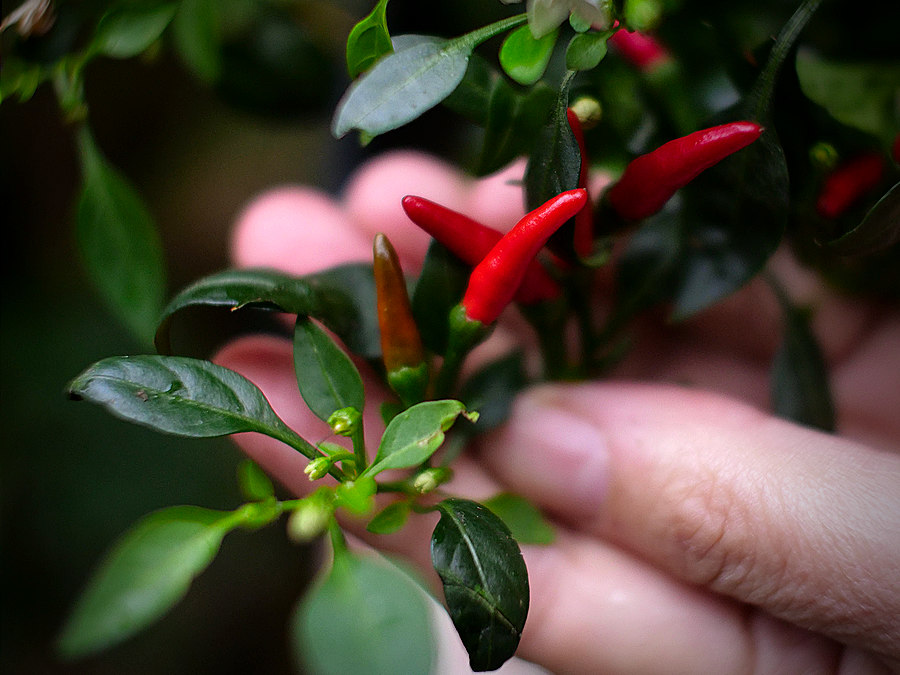 Thai demon chilli up close