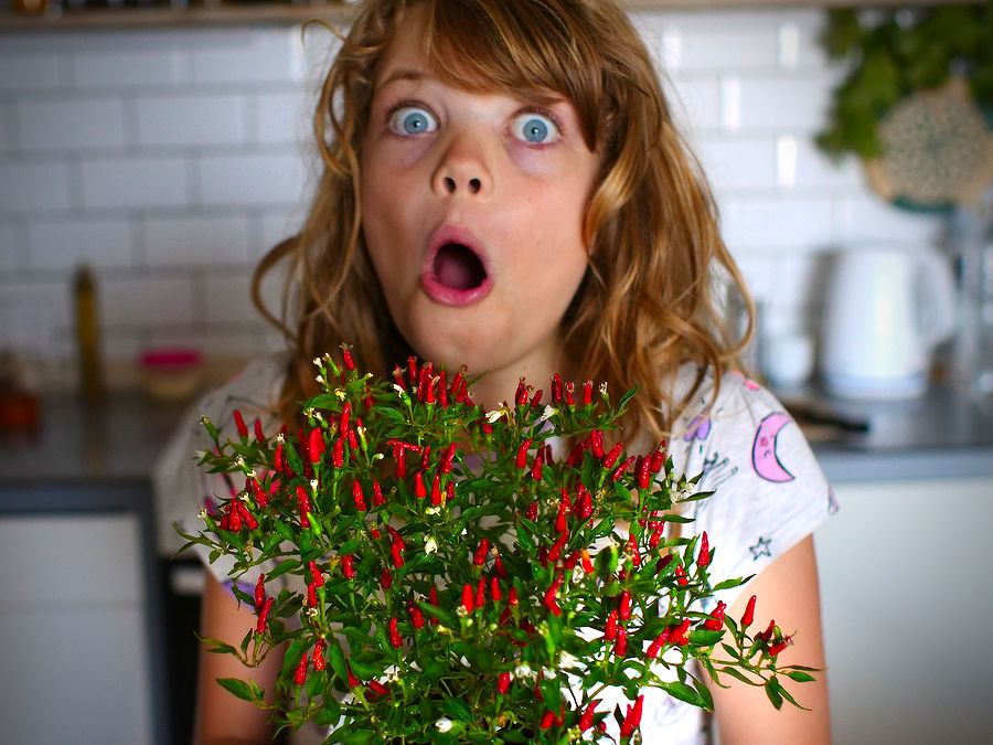 Thai demon chilli