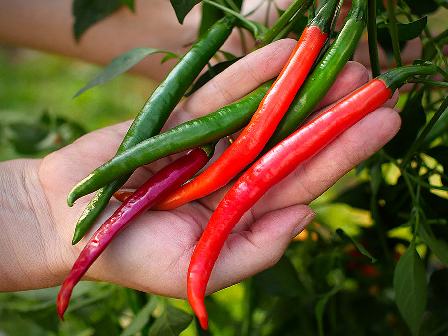 Kashmiri chilli pods