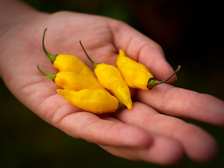 lemon aji chilli pods