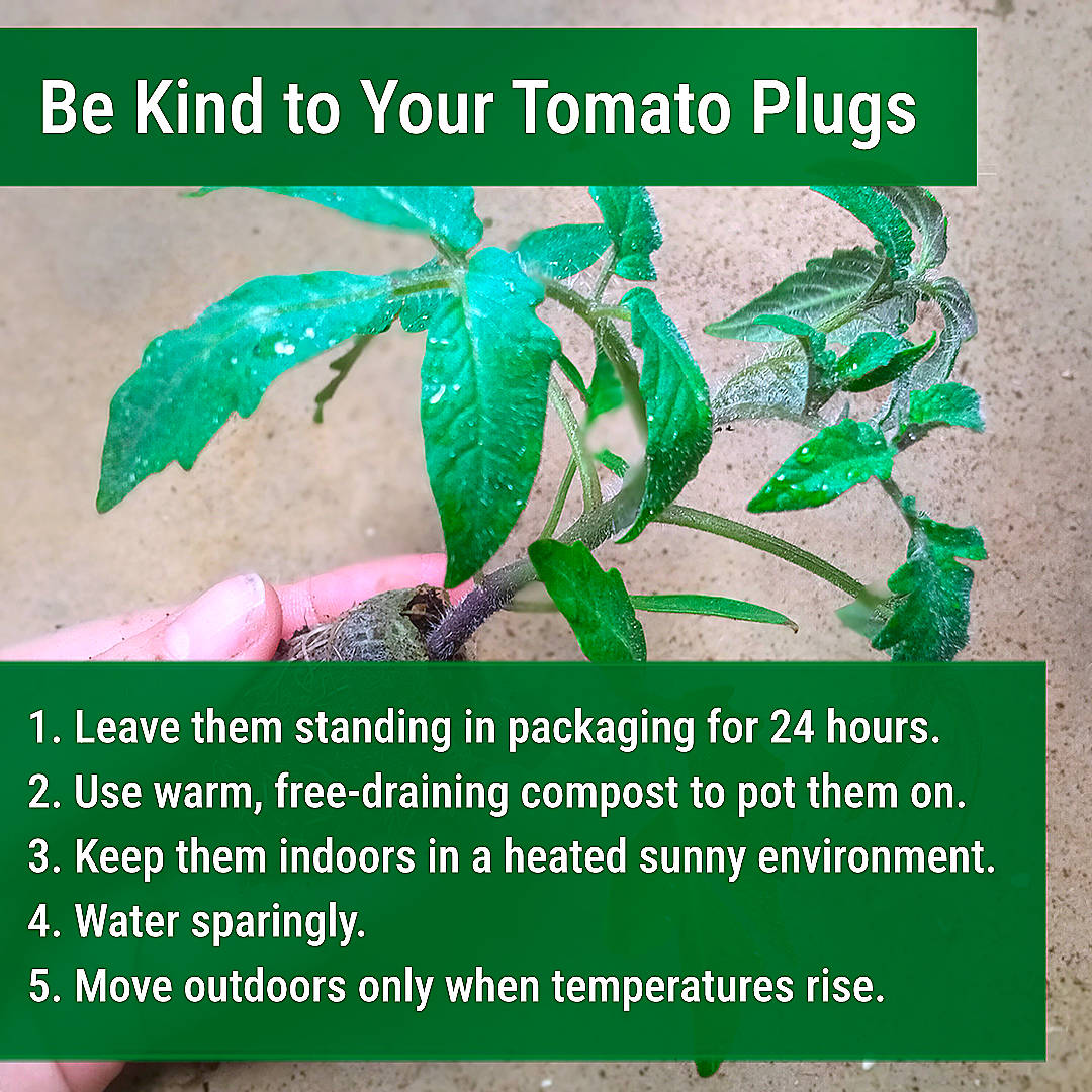 world of chillies tomato advice leaflet