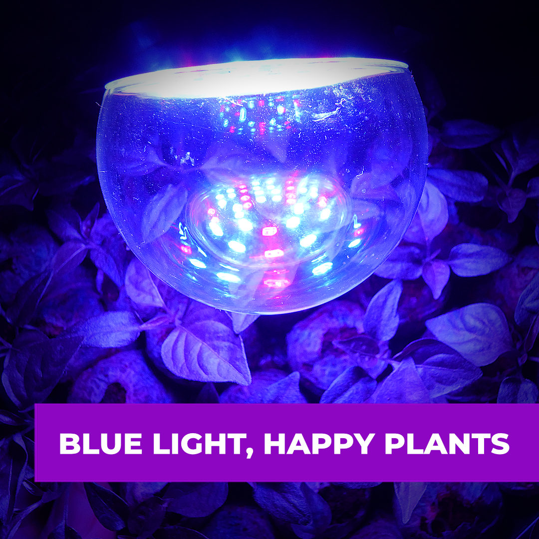 world of chillies led grow light over chilli plants
