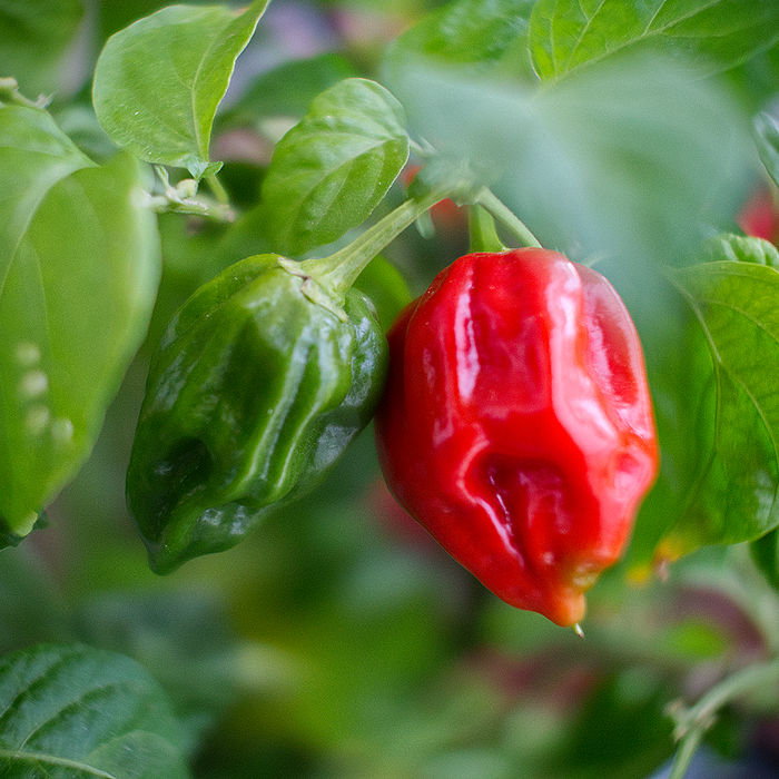 Komodo Dragon Chilli