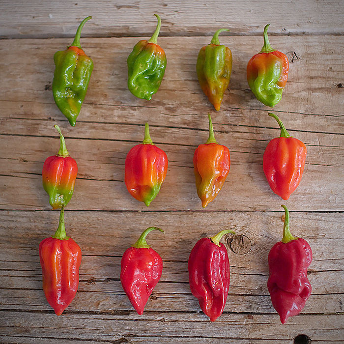 Komodo Dragon Chilli