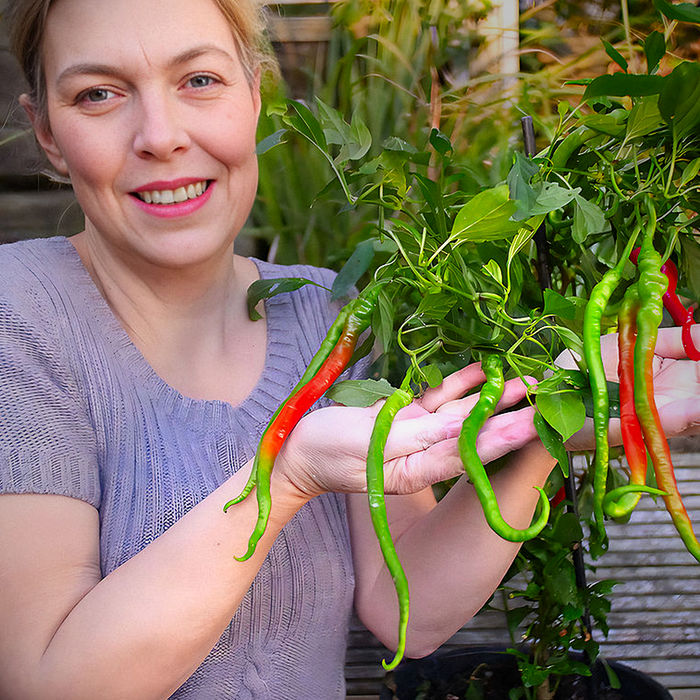 chinese space chilli