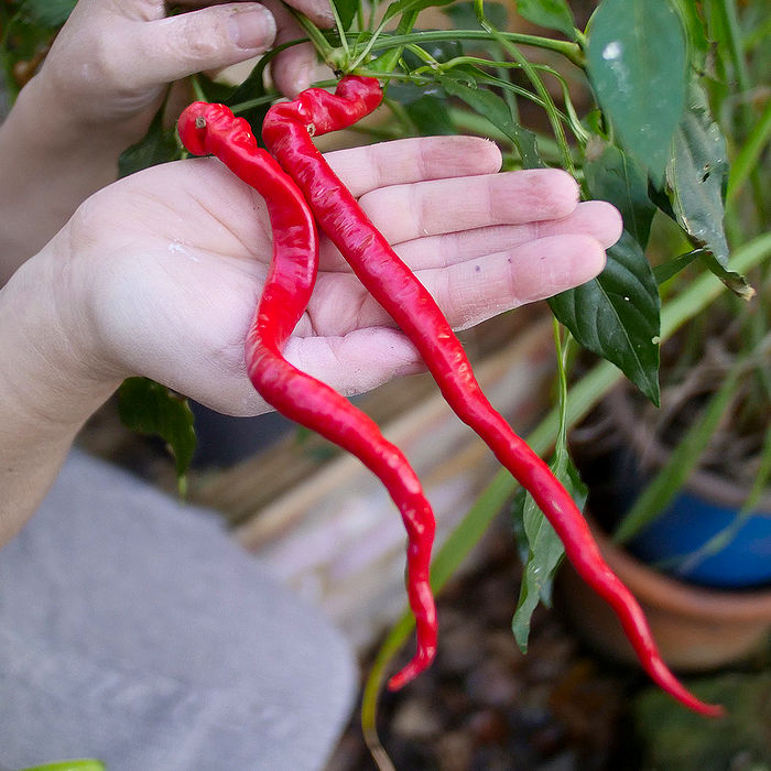 chinese space chilli