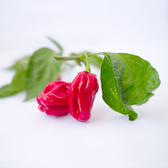 Red habanero Chilli