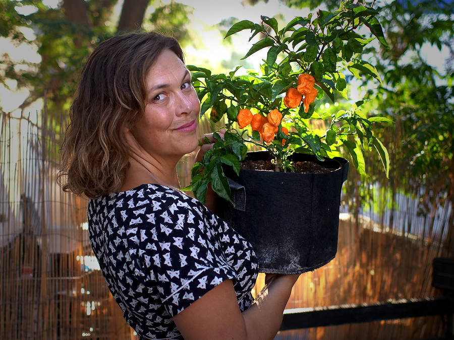 Jay's peach scorpion chilli bush