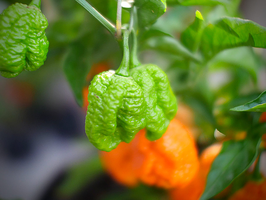 Jay's peach scorpion chilli pod