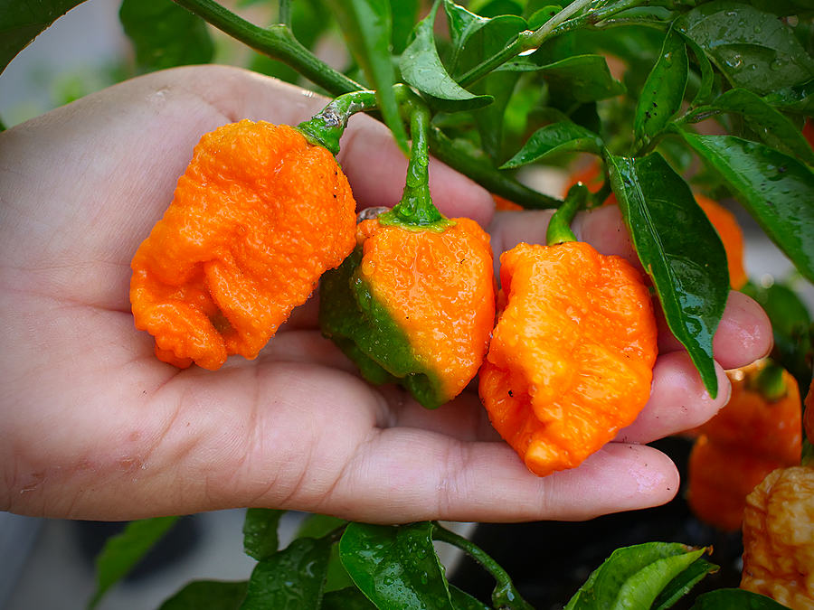 Jay's peach scorpion chilli pods