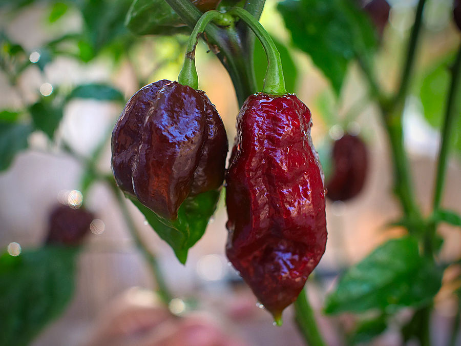 Kraken chilli pods ripening